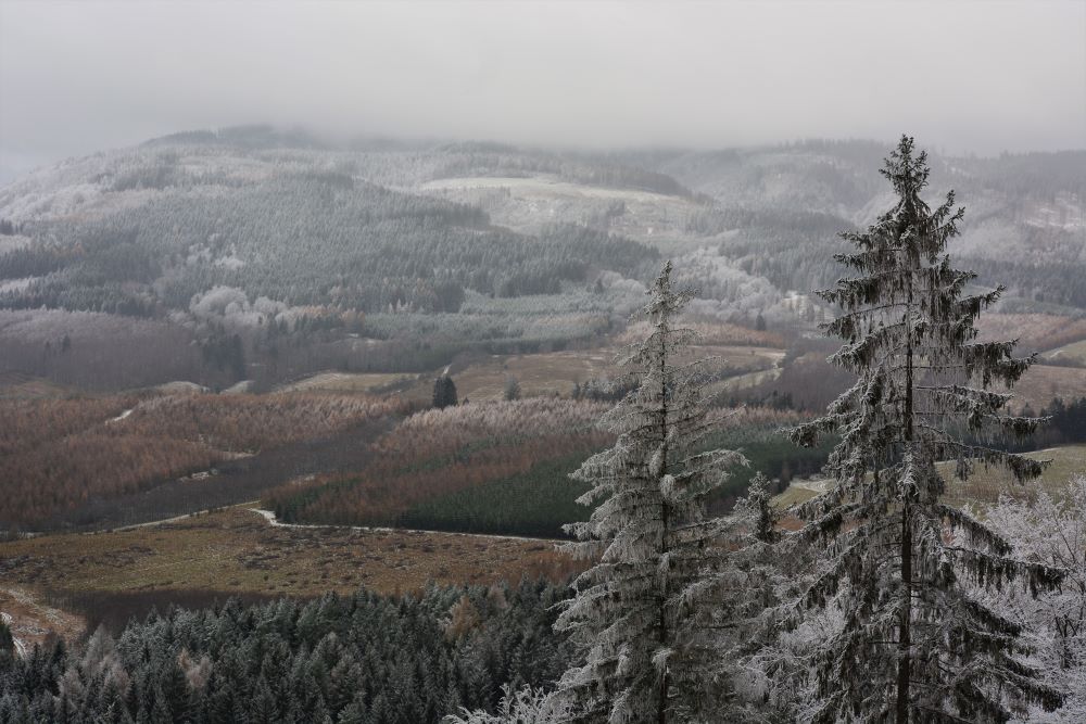 Róg